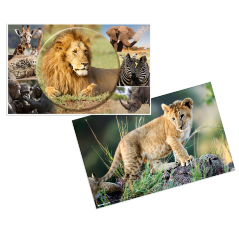 Ein Löwe sitzt majestätisch im Vordergrund, während ein junger Löwe auf einem Felsen steht. Im Hintergrund sind weitere Wildtiere zu sehen.