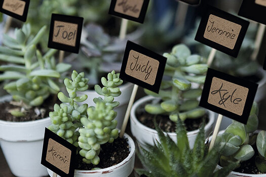 Kleine planten gemarkeerd met handgeschreven etiketten.