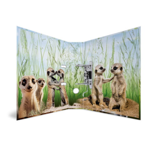 Erdmännchen in einer natürlichen Umgebung, einige stehen aufrecht, während andere sich umsehen oder miteinander interagieren.