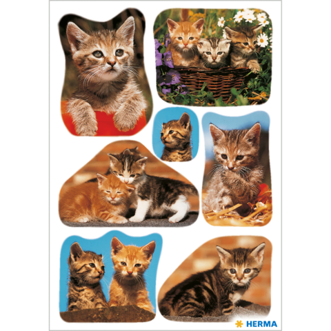 Mehrere Kätzchen in verschiedenen Posen, einige sitzen, andere liegen, umgeben von Blumen und einem Korb.